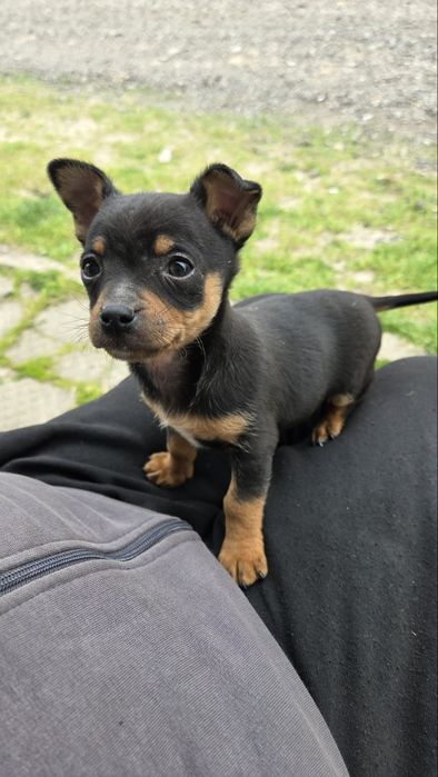 Малки пинчерчета, мъжко и женско