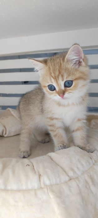 Котики британские зоЛотО