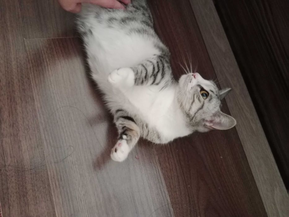 Срочно отдам в хорошие руки кошку