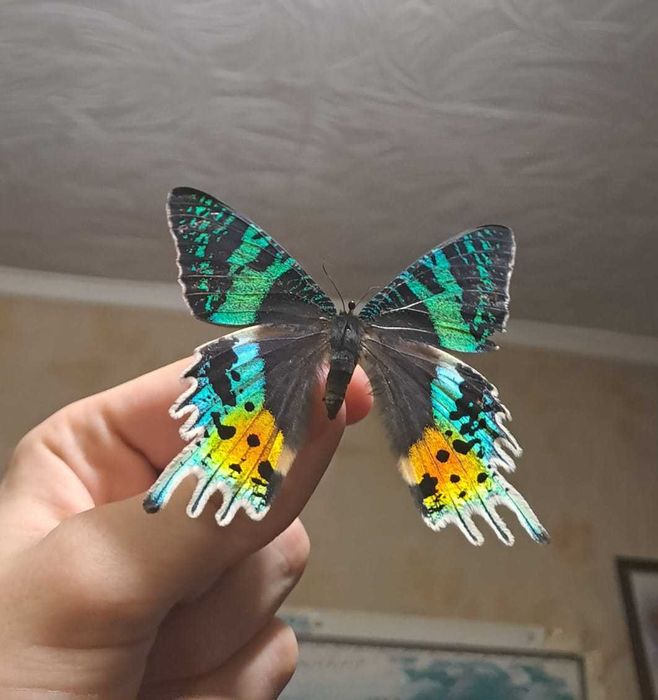 Редкая, настоящая бабочка.