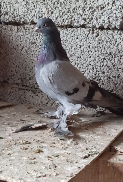 Голуби животные птицы