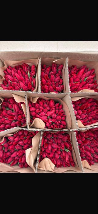 Тюльпаны по 700-800 тг