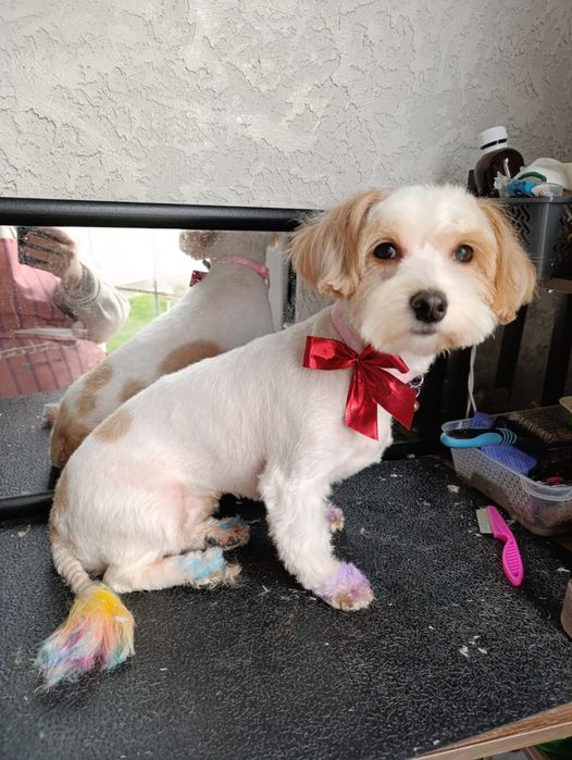 Frizerie canina /Tuns căței  talie mica