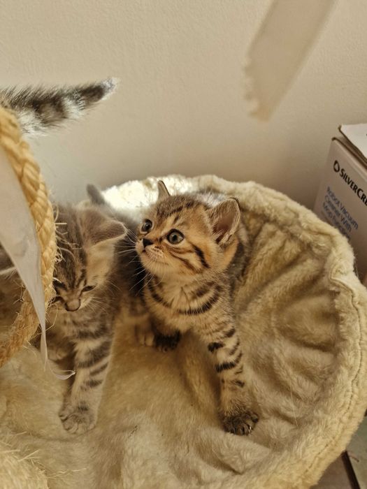 Британски котета - коте