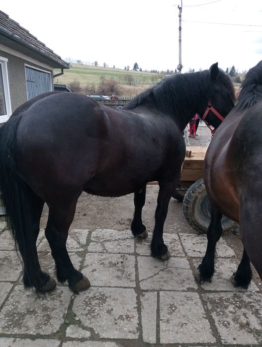 Cai de vânzare tineri