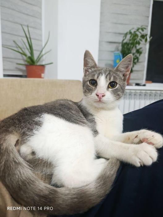 Котенок в добрые руки