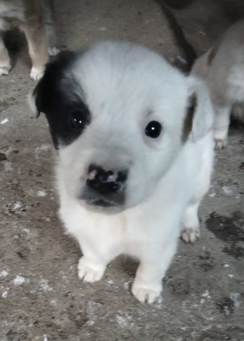 Отдам щенка в добрые руки