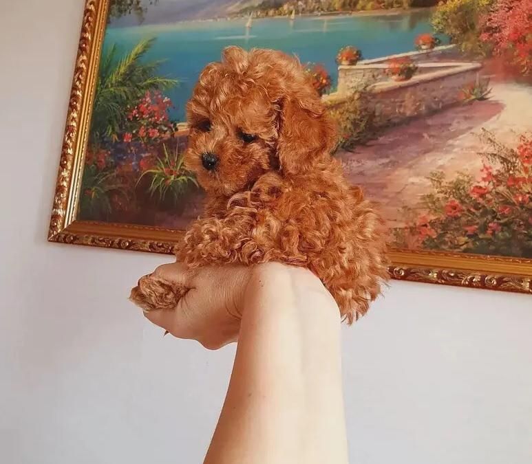 Mascul Pudel Mini, roscat de vanzare
