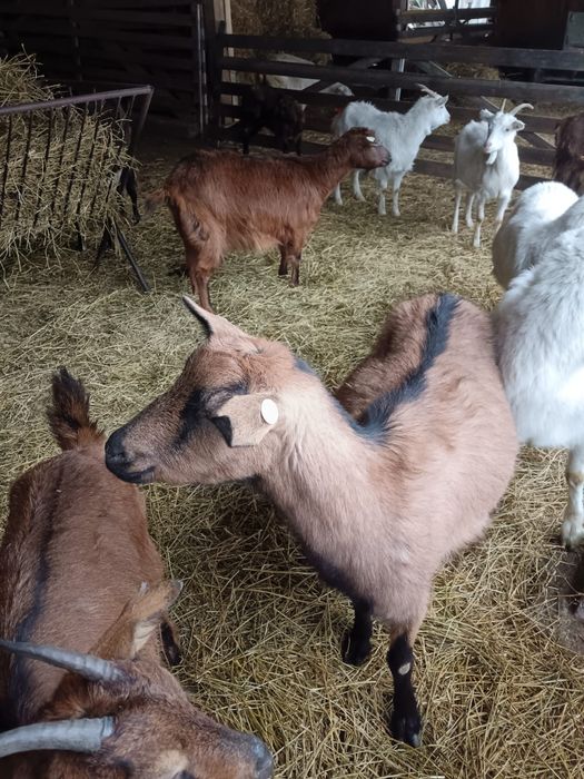 Vand sau schimb capre