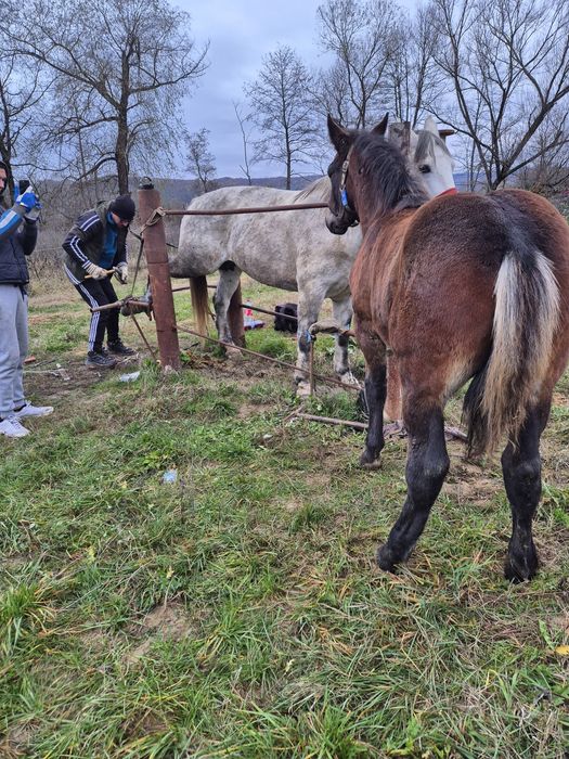 Vand manz de 6 luni sau schimb cu vitei