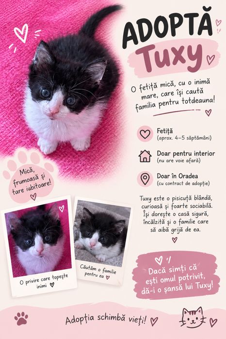 Pui pisica adoptie