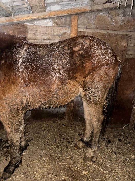 Продам тай, с откорма