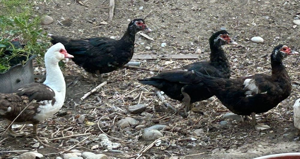 Продам шипунов индоуток