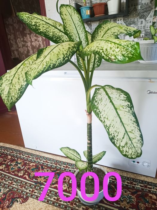 Домашние цветы  разные