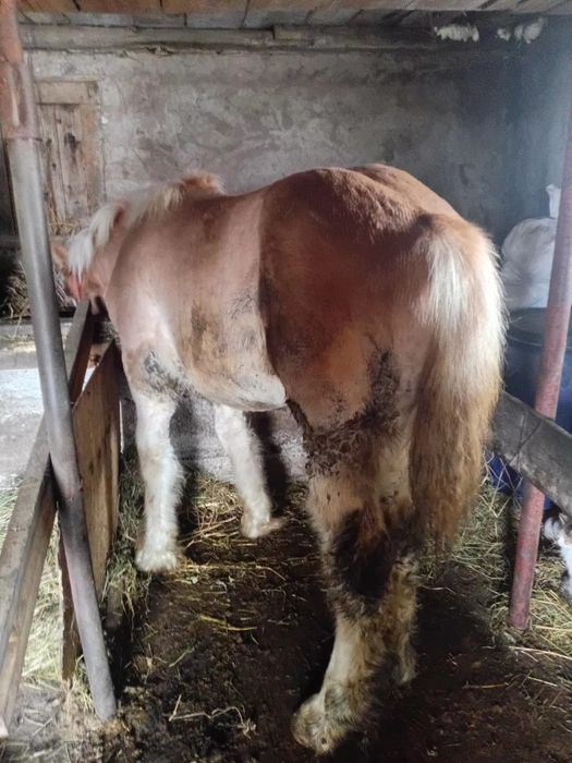 Maza de vânzare  ardeneza