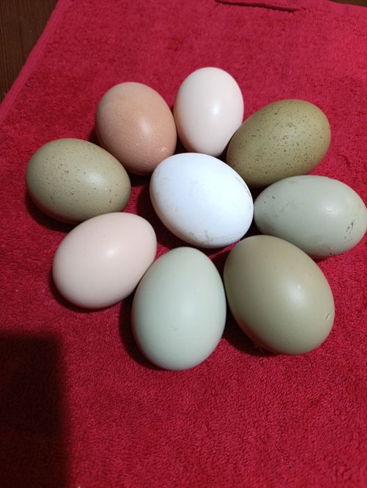 Ouă incubat găini de casă