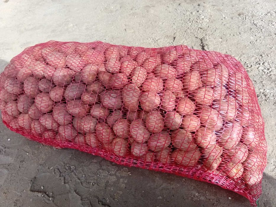 Vand cartofi samanta Bellaroza inmulțirea a II-a