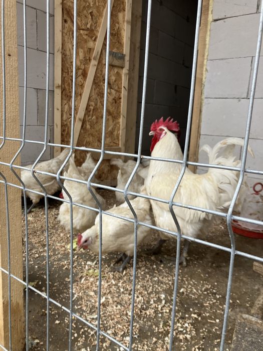 Ouă La Bresse pentru incubat – carne exclusivistă, ouătoare excelente