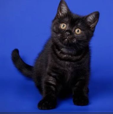 Тілі ұзын қызбен порно