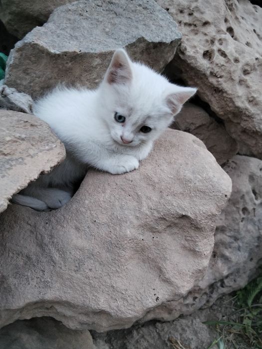 Белые котята с разными глазами