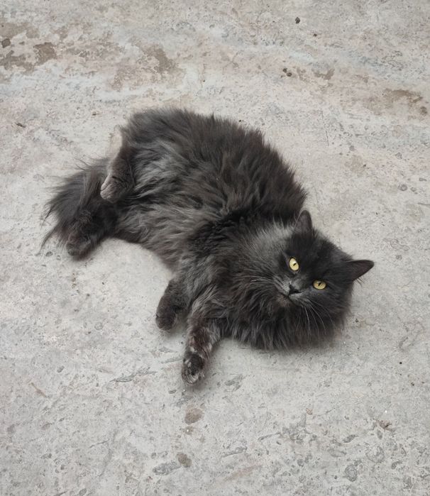 Heyland strayt qiz bola mushuk sotiladi