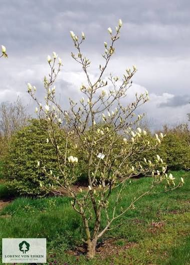 Magnolia Yellow River