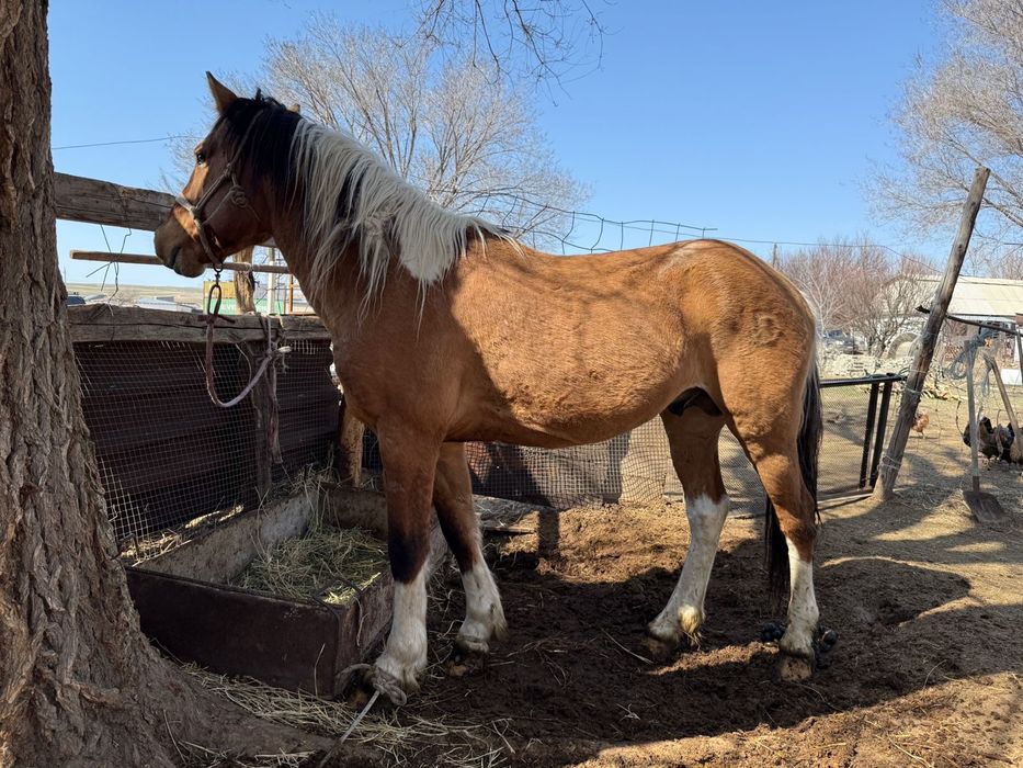 Айгыр жеребец лошпдь конь