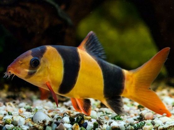 Боция клоун аквариумная рыба