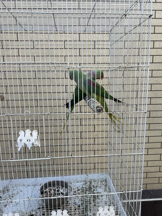 Продается пара Александрийских попугаев