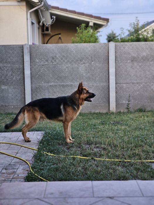 Donez Ciobănesc German