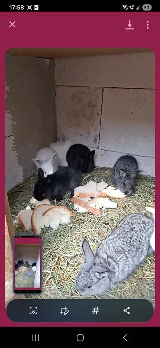 Vând iepurași tare frumoși