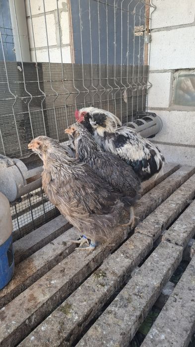 Gaini Araucana argintiu de   2+1