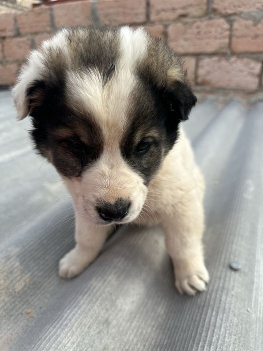 Добрые руки щенков