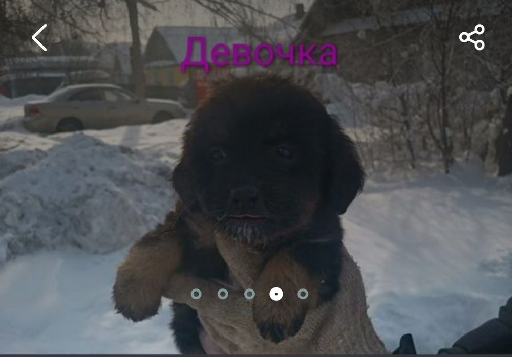 Отдам щенка  мелкого в добрые руки