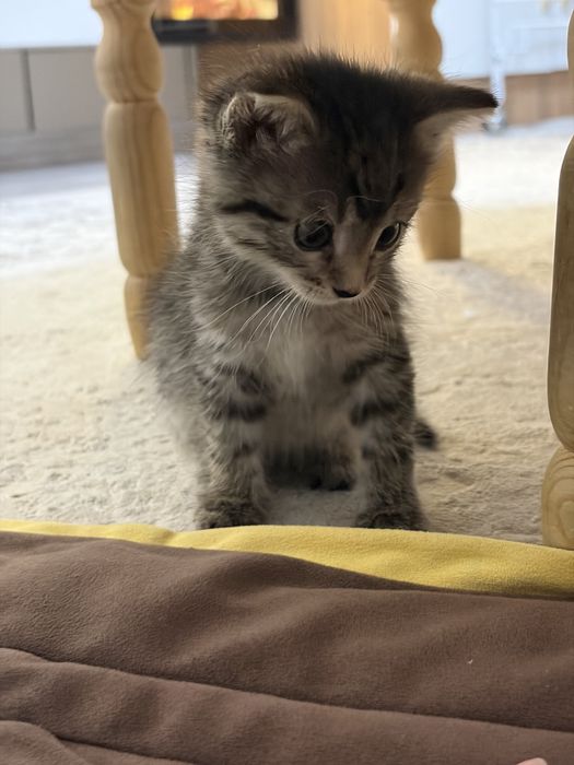Котенок 1 месяц девочка
