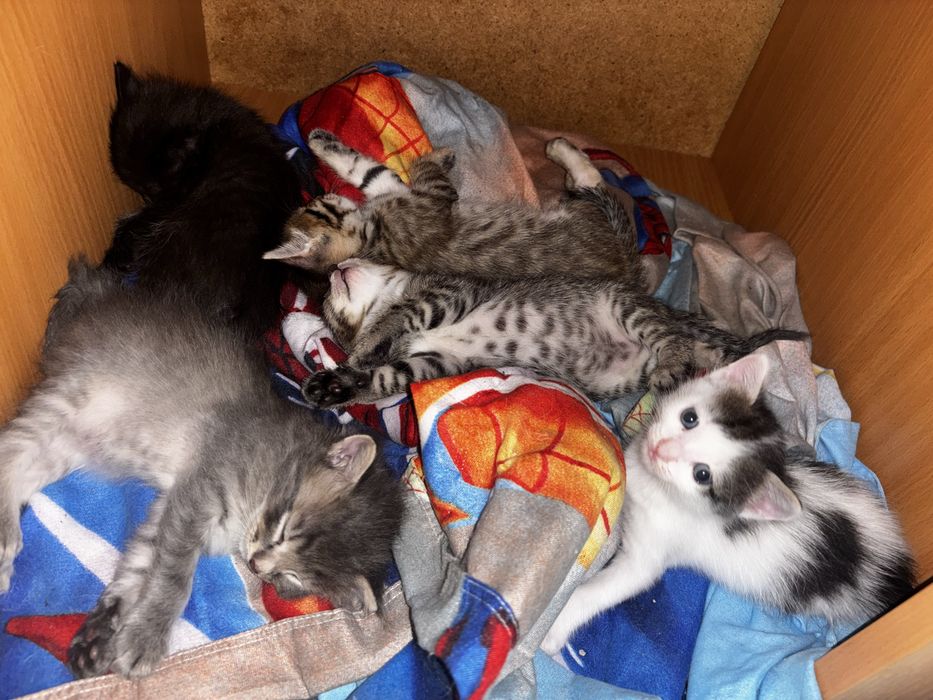 Отдам котят 1 мес