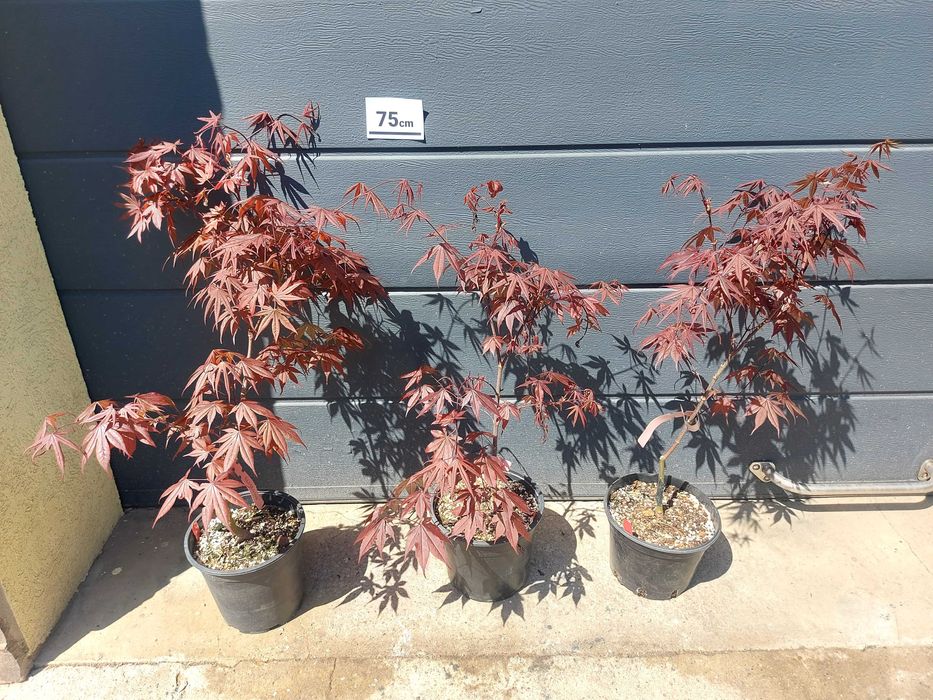 Artar Japonez Rosu (altoit) Bloodgood SumiNagashi RedEmperor