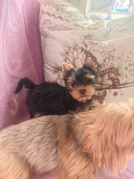 Продам мини щенков йоркширского терьера