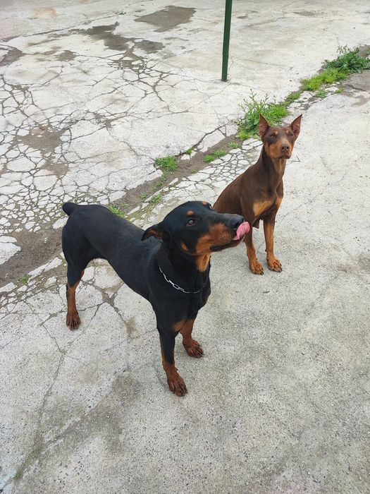 Продаются щенки породы Доберман