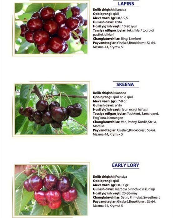 Гилос кучатлар сотувда