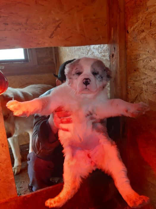 Алабаи. Чистокровные.