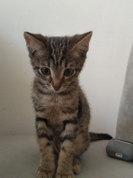 Кошка, 5 месяцев