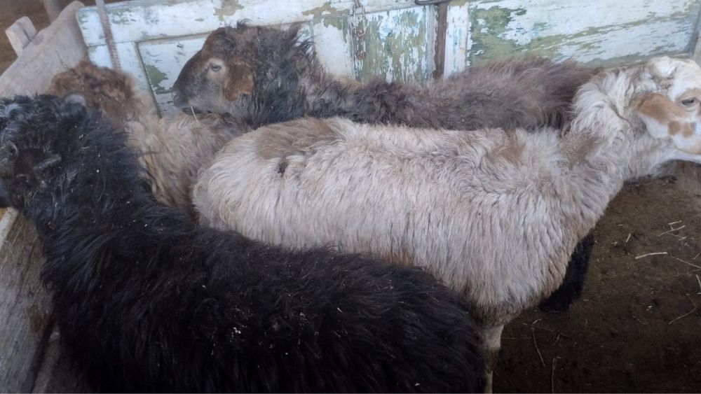 Токты уш еркек бір ургашы