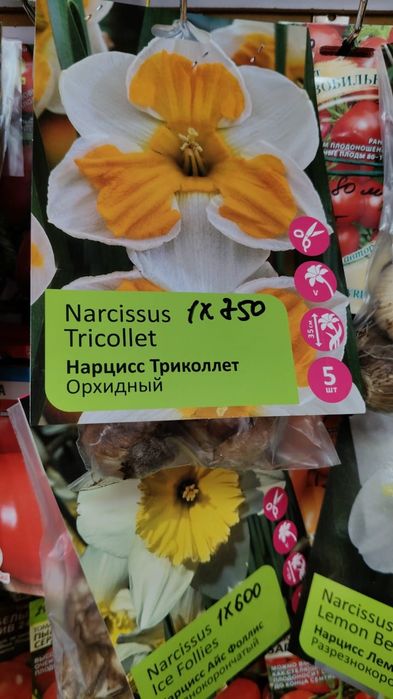 Тюльпаны и нарциссы