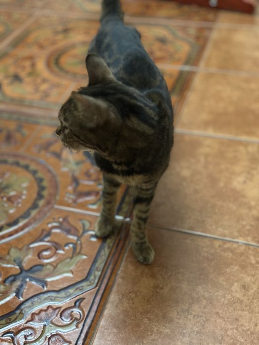 Котенок/кошка Бенгал