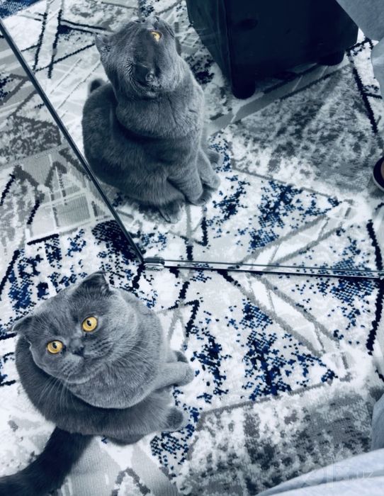Zotdor Scottish fold⁠.
