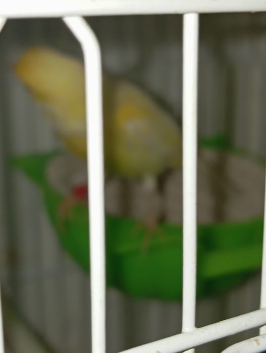 Продаю канарейку.