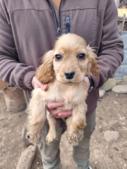 Английски Кокер шпаньол