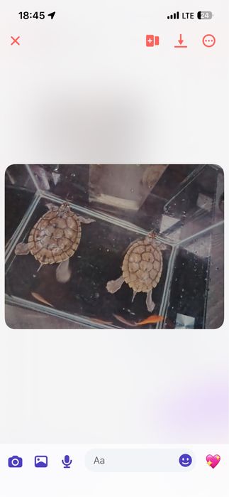 Vand Broaște  testoase