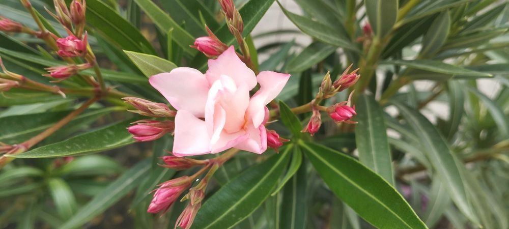 Големи олеандри ( лян,зокум)